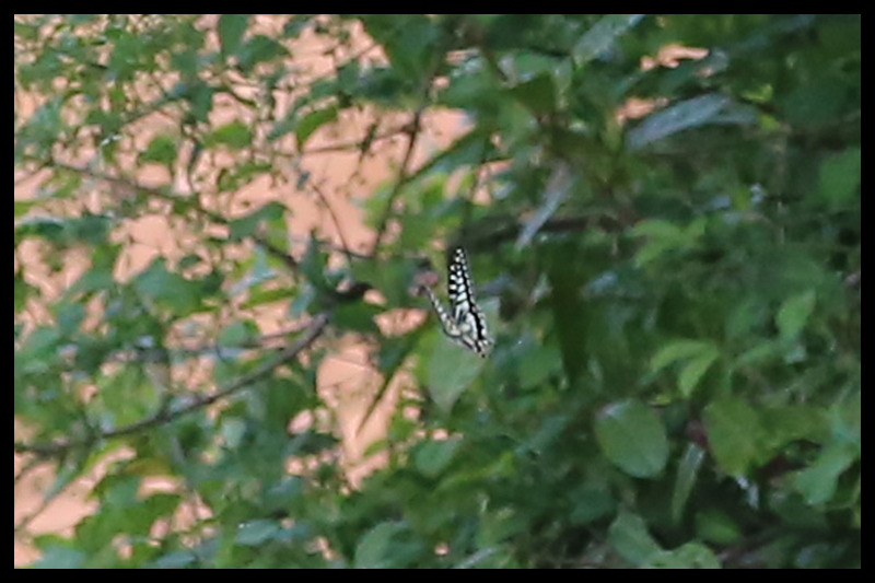 アゲハ / Papilio xuthus