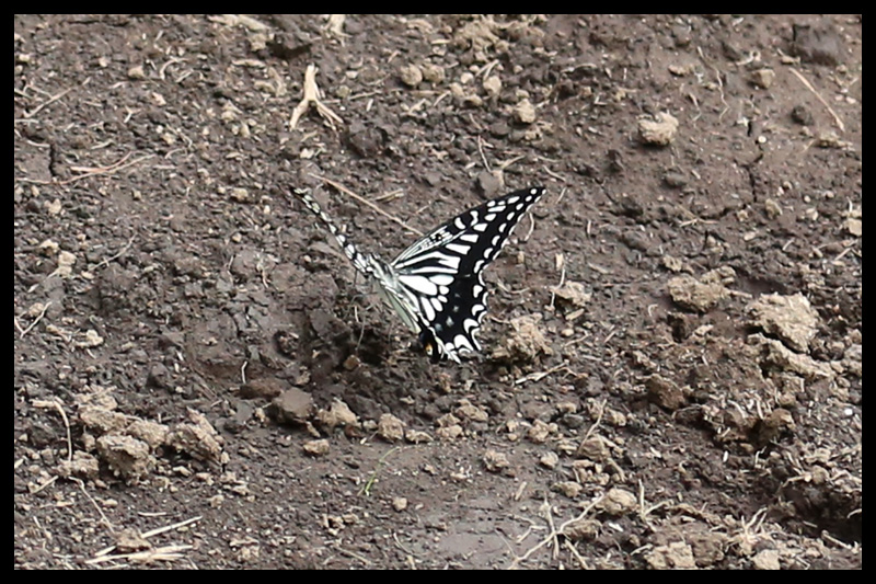 アゲハ/Papilio xuthus