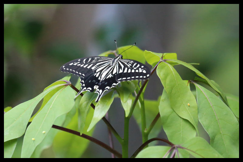 アゲハ/Papilio xuthus