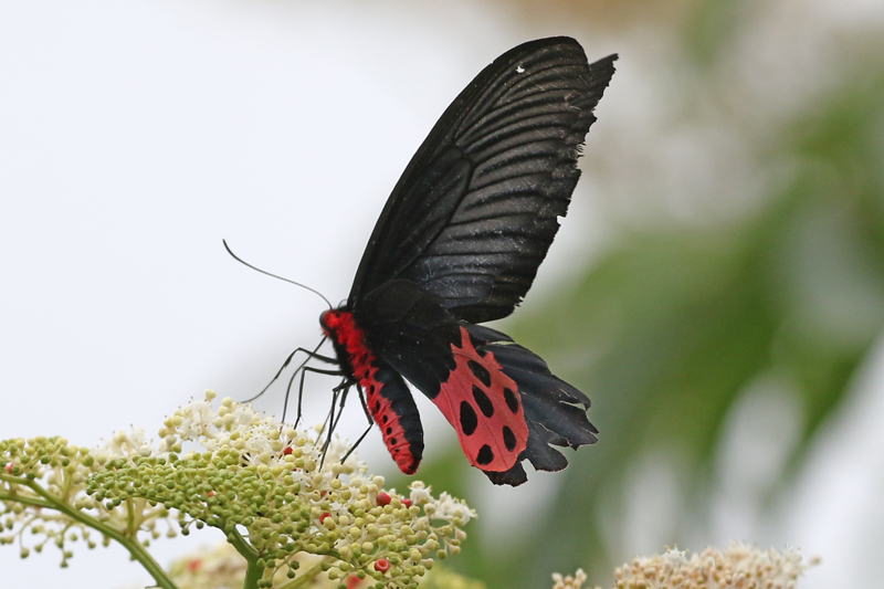 Atrophaneura horishanaアケボノアゲハ