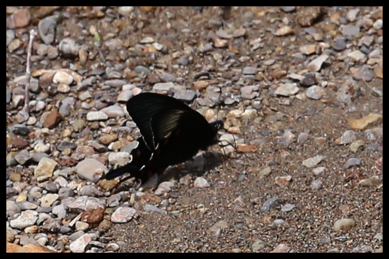 カラスアゲハ/Papilio dehaanii