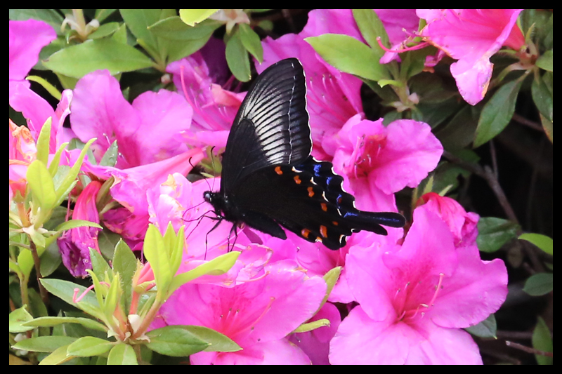 カラスアゲハ/Papilio dehaanii