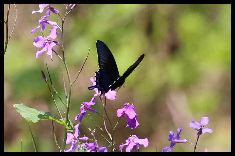 カラスアゲハ / Papilio dehaanii