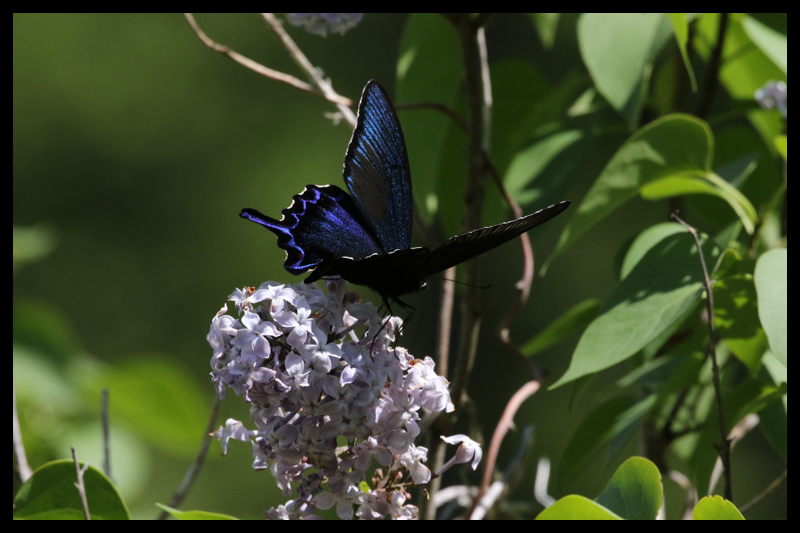 カラスアゲハ / Papilio dehaanii