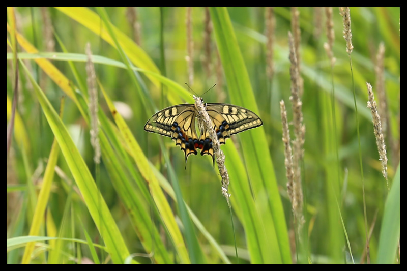 キアゲハ/Papilio machaon