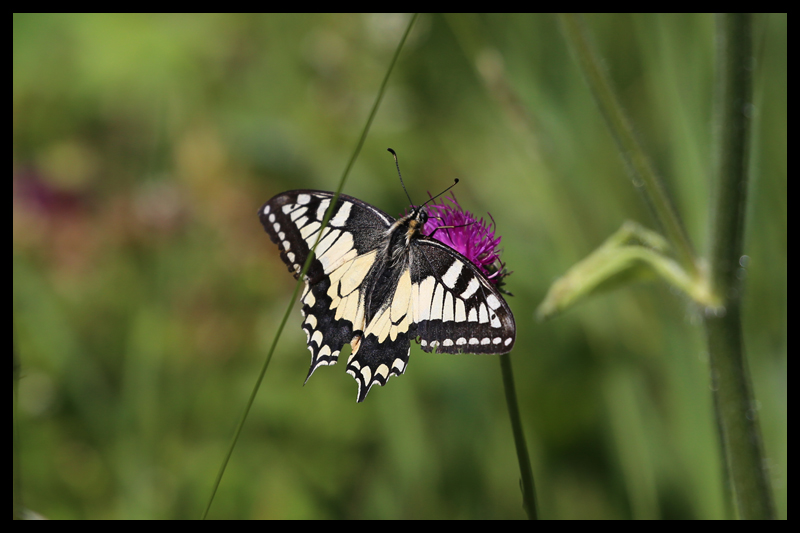 キアゲハ/Papilio machaon
