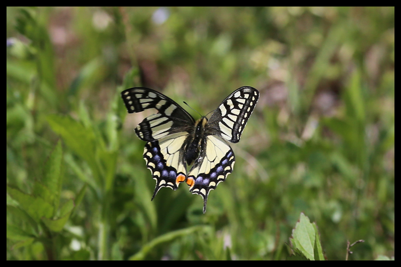 キアゲハ / Papilio machaon