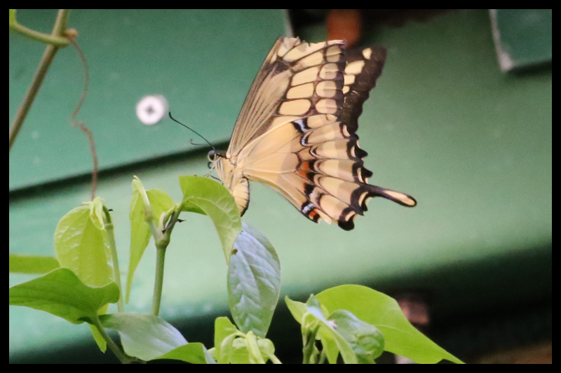 クレスポンテスアゲハ/Papilio cresphontes