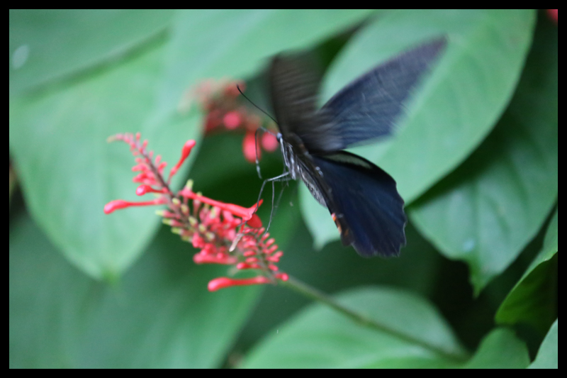 クロアゲハ/Papilio protenor