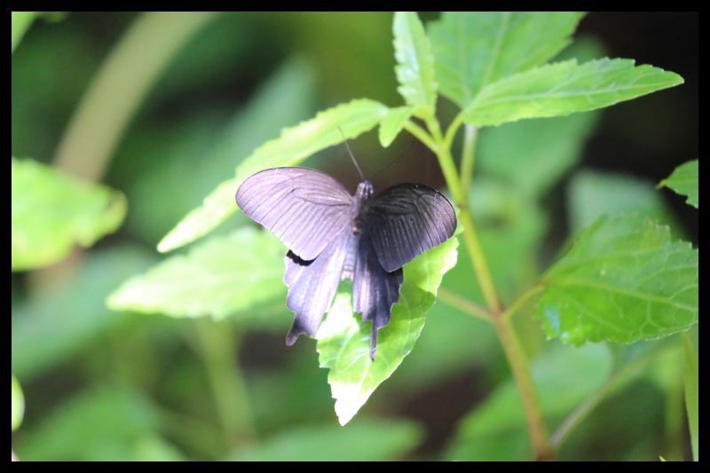 クロアゲハ/Papilio protenor