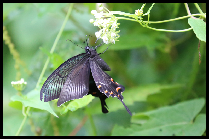 ミヤマカラスアゲハ/Papilio maackii