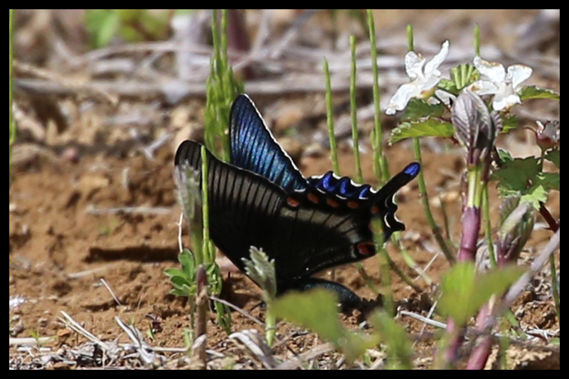 ミヤマカラスアゲハ / Papilio maackii