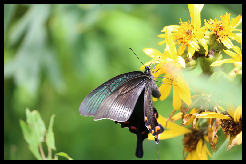 ミヤマカラスアゲハ/Papilio maackii