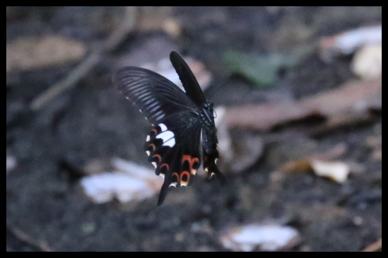 モンキアゲハ/Papilio helenus