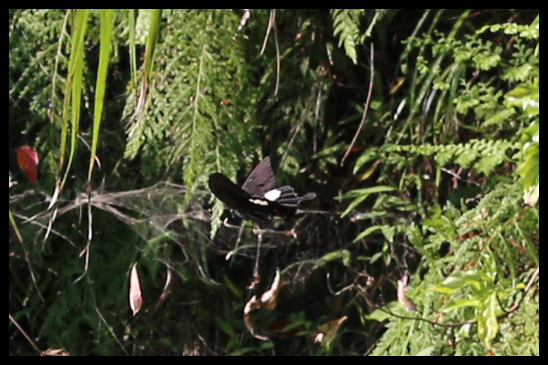 モンキアゲハ/Papilio helenus