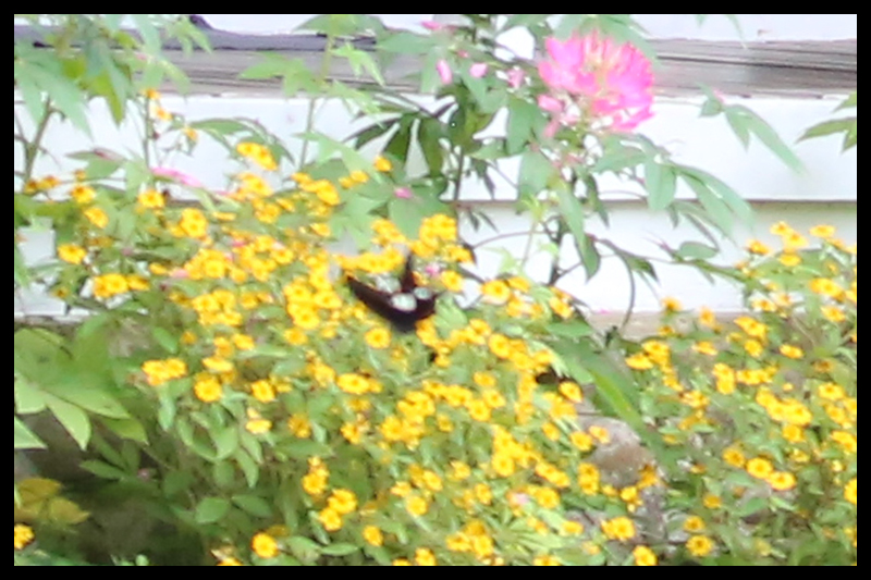 モンキアゲハ / Papilio helenus