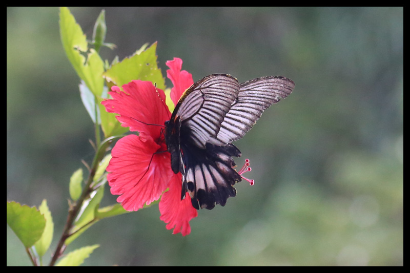 ナガサキアゲハ/Papilio memnon