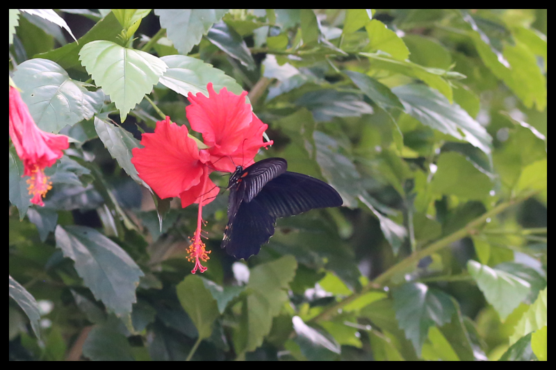 ナガサキアゲハ/Papilio memnon