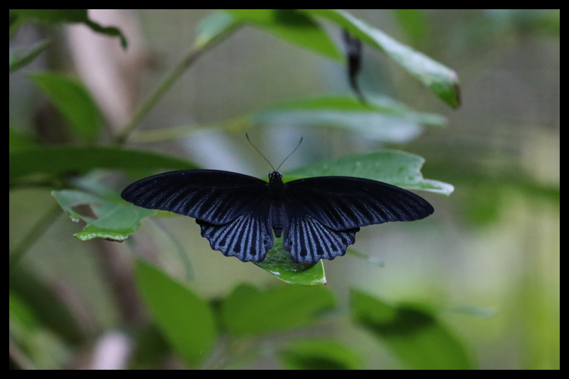 ナガサキアゲハ / Papilio memnon