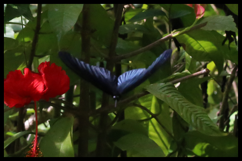 ナガサキアゲハ / Papilio memnon
