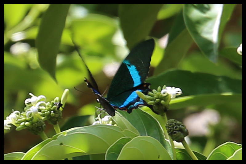 オビクジャクアゲハ/Papilio palinurus