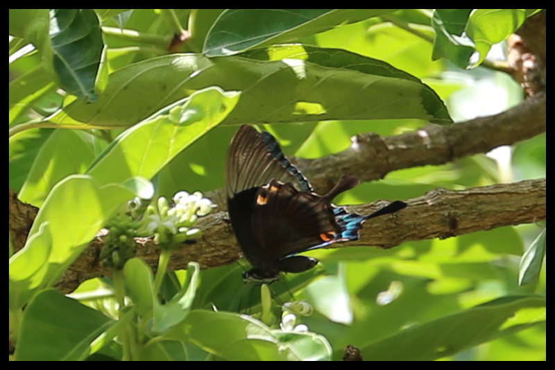 オビクジャクアゲハ/Papilio palinurus