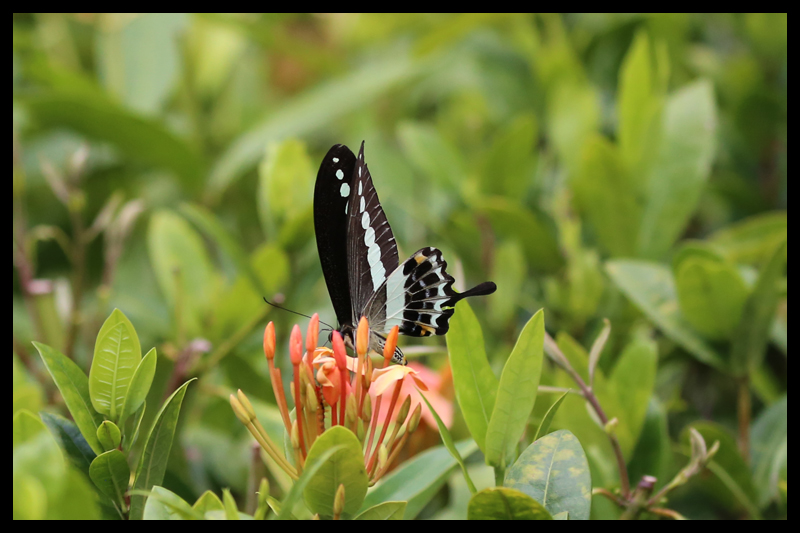 オビモンアゲハ / Papilio demolion