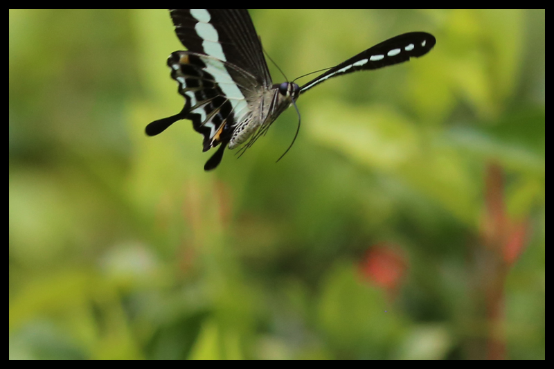オビモンアゲハ / Papilio demolion