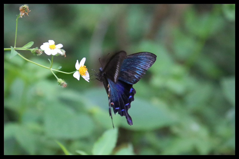 オキナワカラスアゲハ/Papilio ryukyuensis