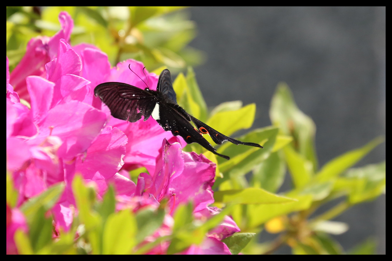 オナガアゲハ/Papilio macilentus