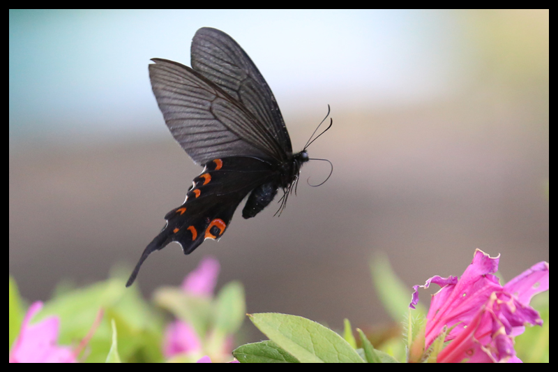 オナガアゲハ/Papilio macilentus