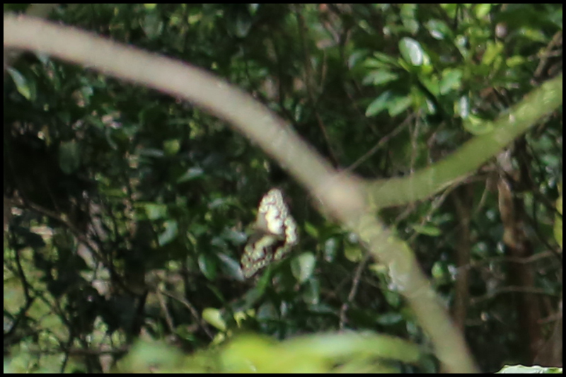 オナシアゲハ/Papilio demoleus