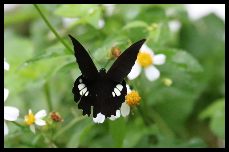 オナシモンキアゲハ/Papilio castor