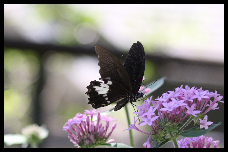 オナシモンキアゲハ / Papilio castor