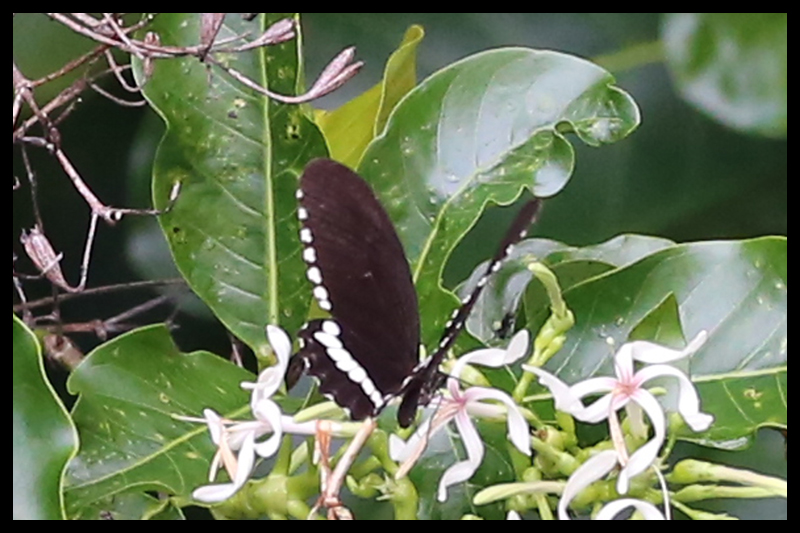 オナシシロオビアゲハ/Papilio alphenor