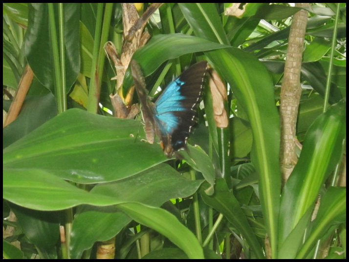 オオルリアゲハ/Papilio ulysses