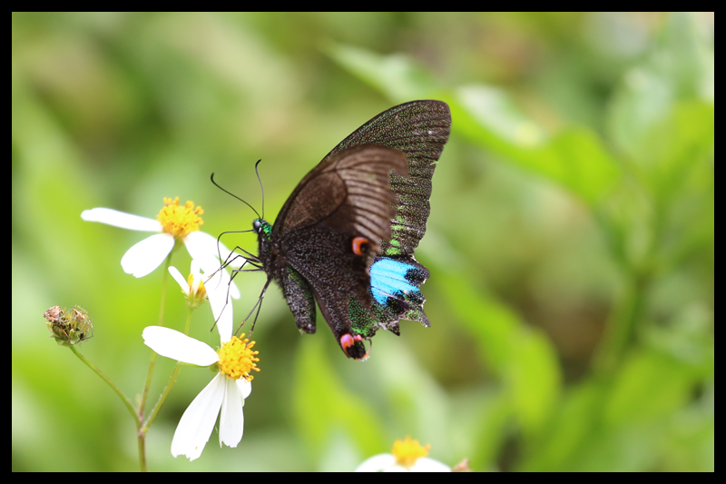オオルリモンアゲハ/Papilio paris