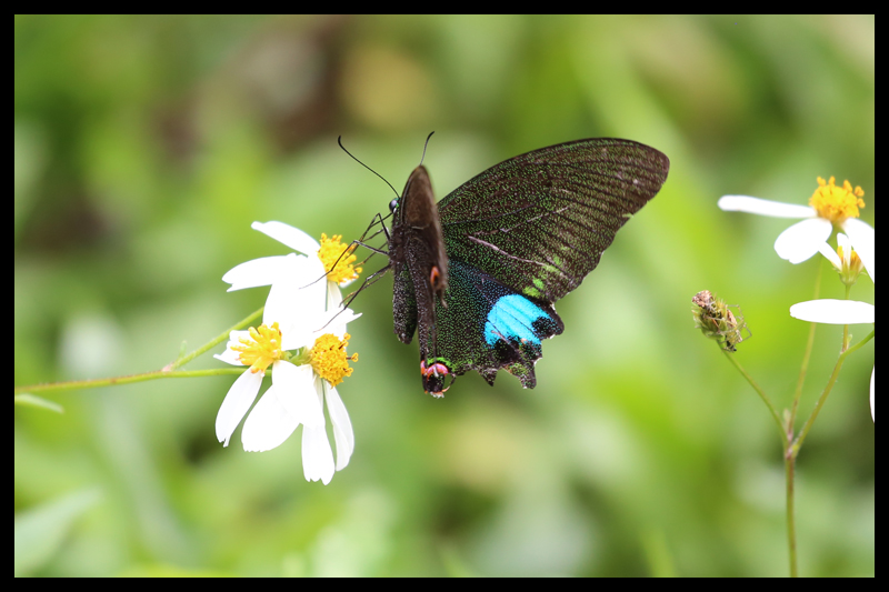 オオルリモンアゲハ/Papilio paris