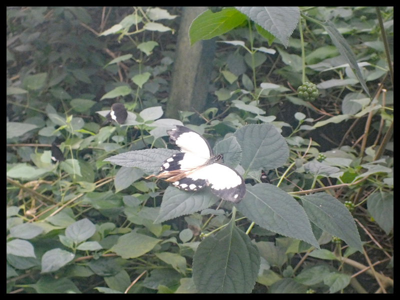オスジロアゲハ/Papilio dardanus