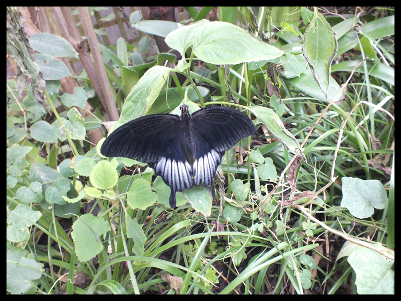 パラワンアゲハ/Papilio lowi