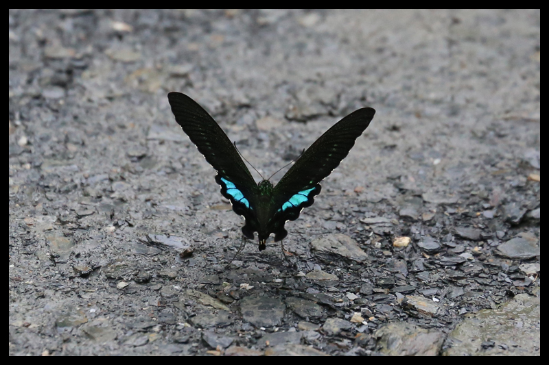 ルリモンアゲハ/Papilio hermosanus