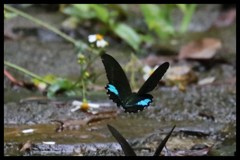ルリモンアゲハ/Papilio hermosanus