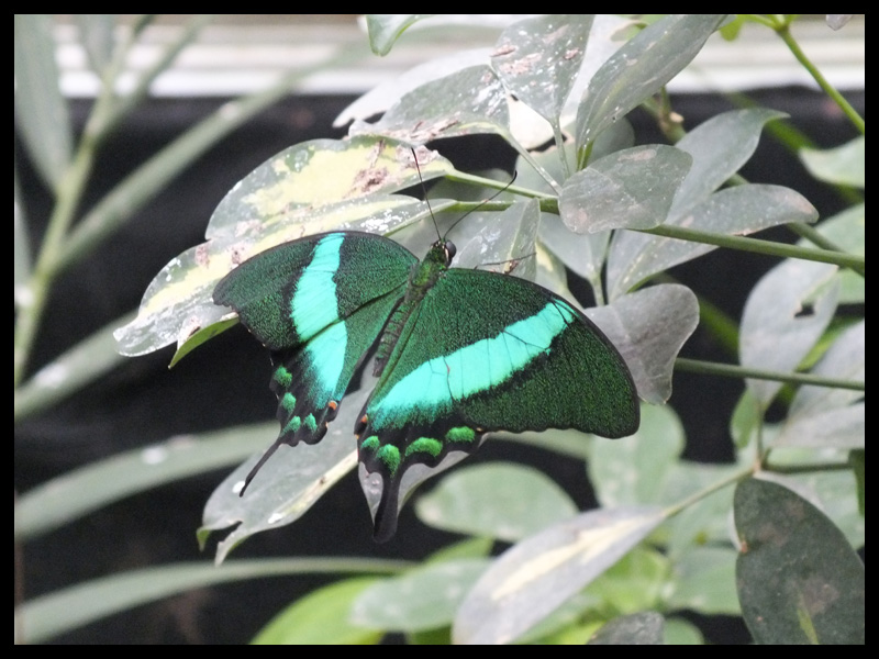 ルリオビアゲハ/Papilio palinurus