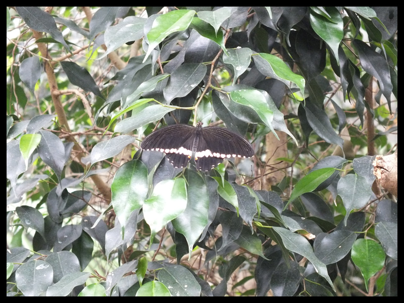 オナシシロオビアゲハ/Papilio alphenor