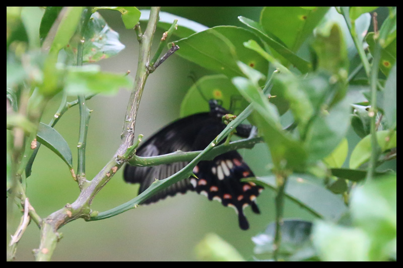 シロオビアゲハ/Papilio polytes