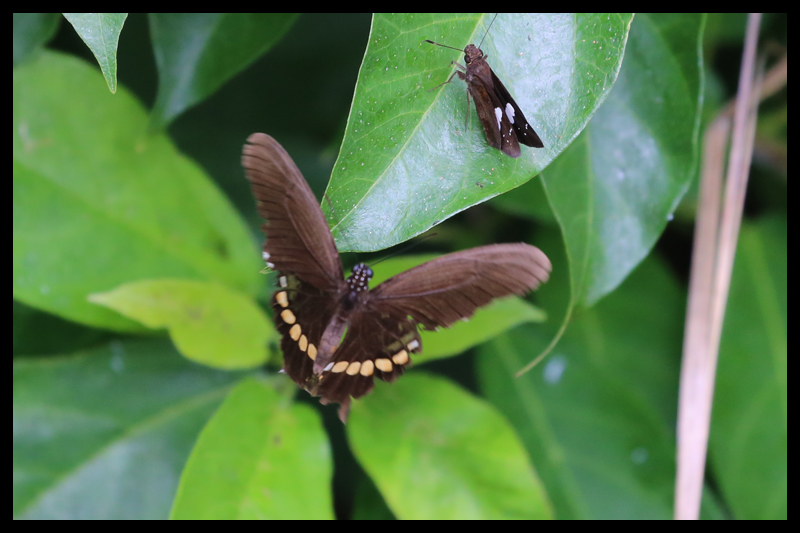 シロオビアゲハ/Papilio polytes