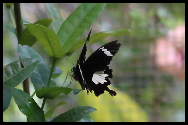 シロオビモンキアゲハ / Papilio nephelus