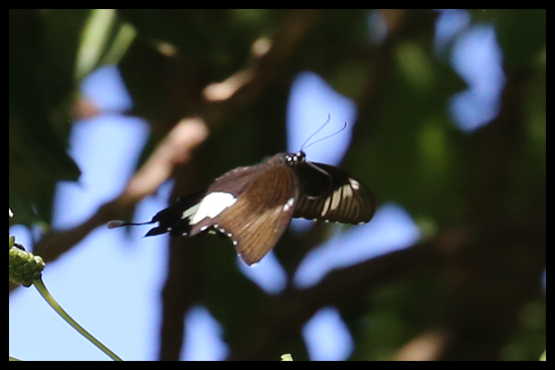 シロオビモンキアゲハ/Papilio nephelus
