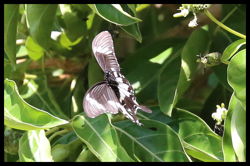 シロオビモンキアゲハ/Papilio nephelus