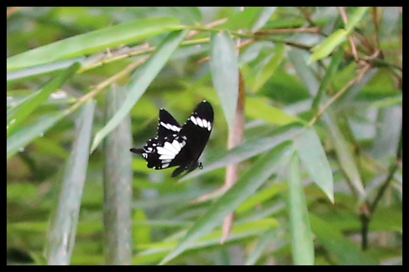 シロオビモンキアゲハ / Papilio nephelus